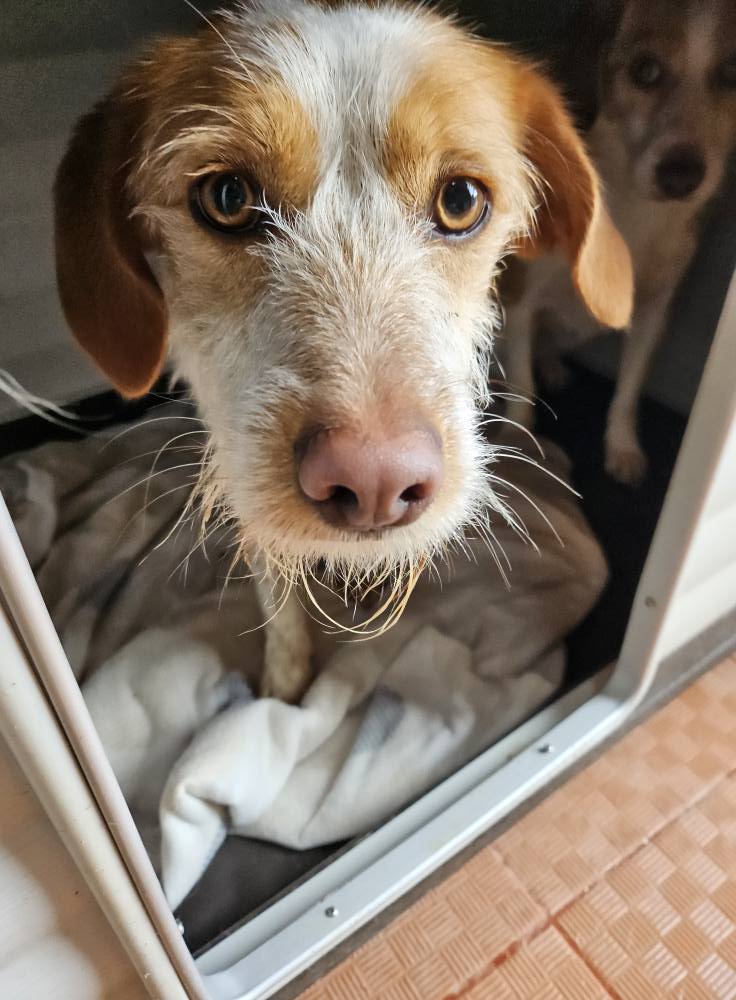 Esmerelda