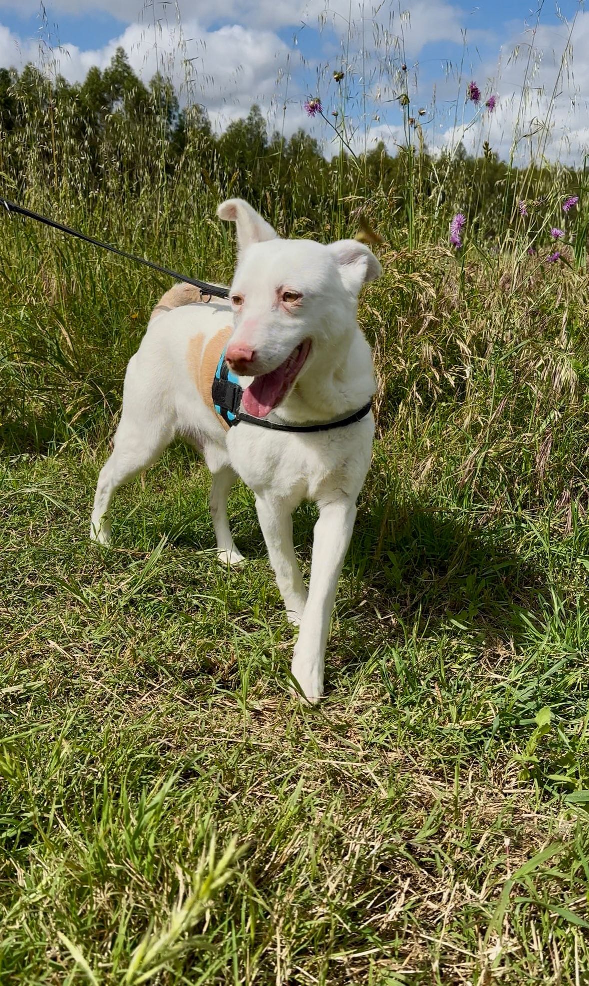 Al