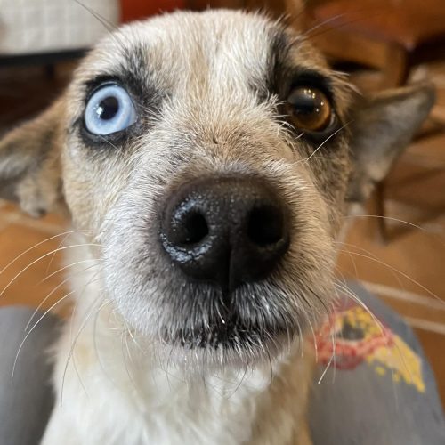 Estrelina4 Estrelina