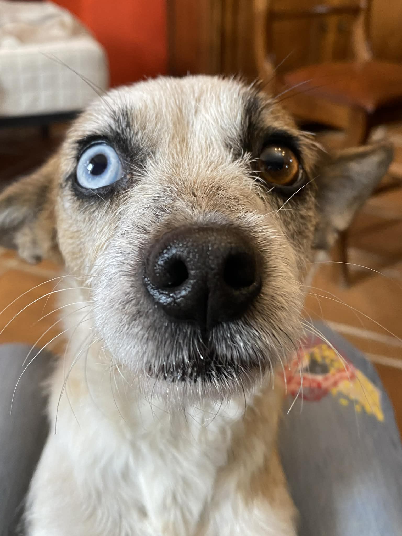 Estrelina4 Estrelina