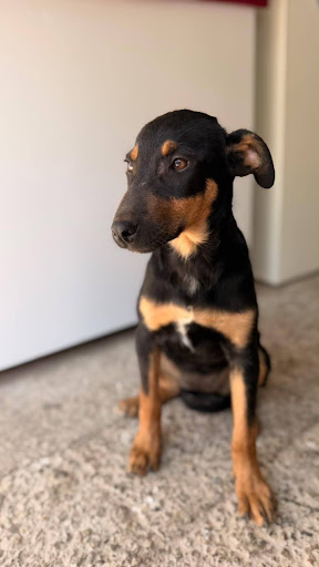 rosie Rosie